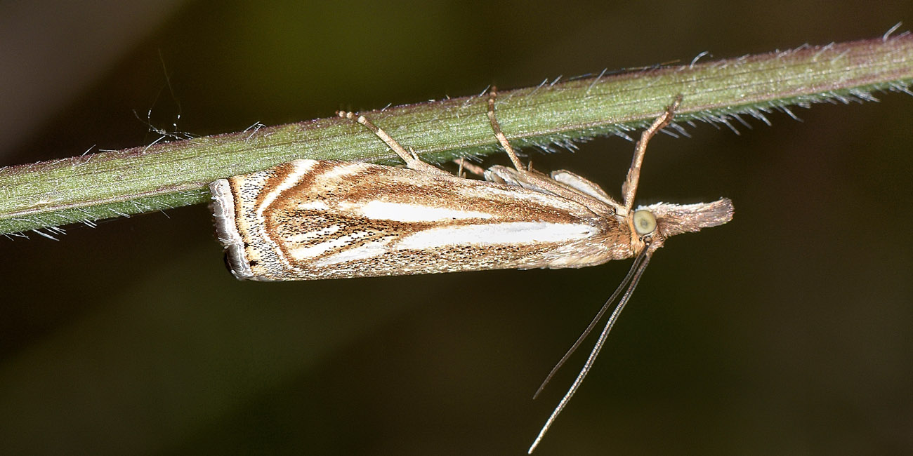 Xanthocrambus lucellus? S